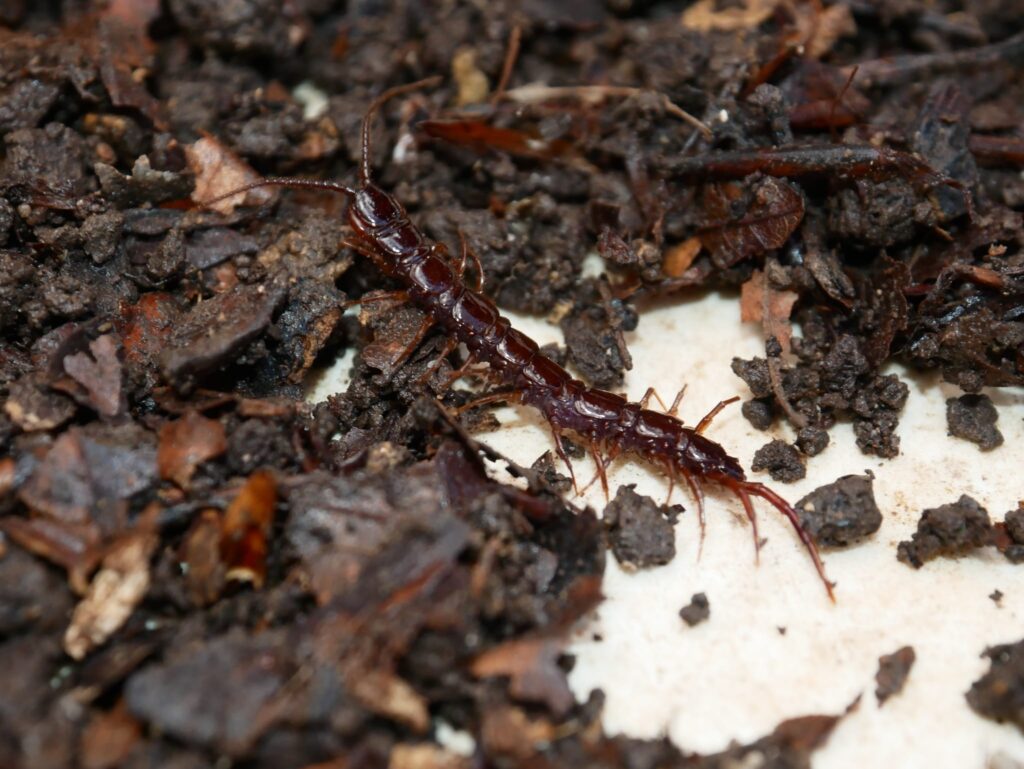 Photo d'un chilopode